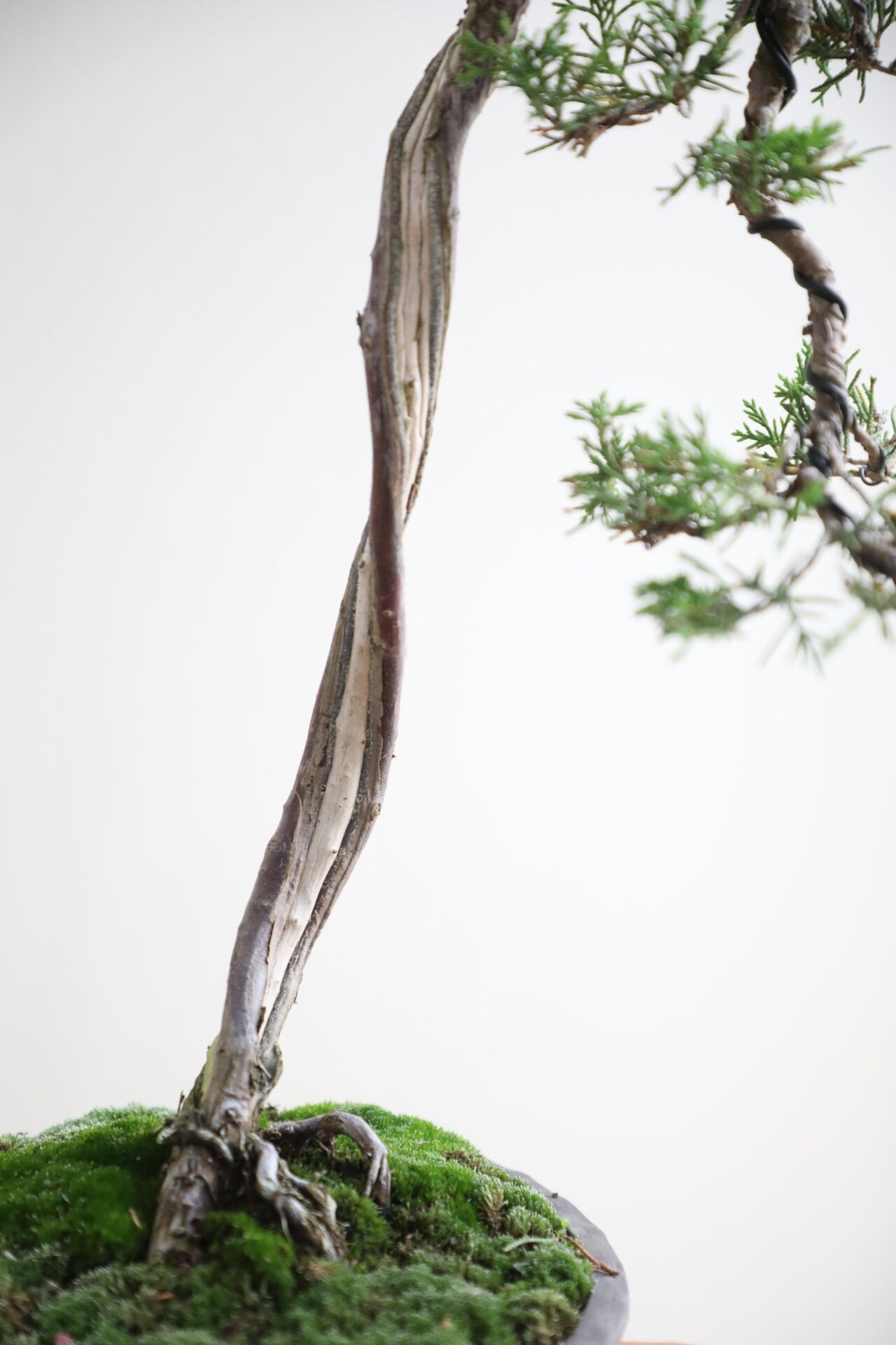 M】糸魚川真柏 盆栽 ※推定樹齢30年/Juniper Shimpaku | 【厳選植物・器