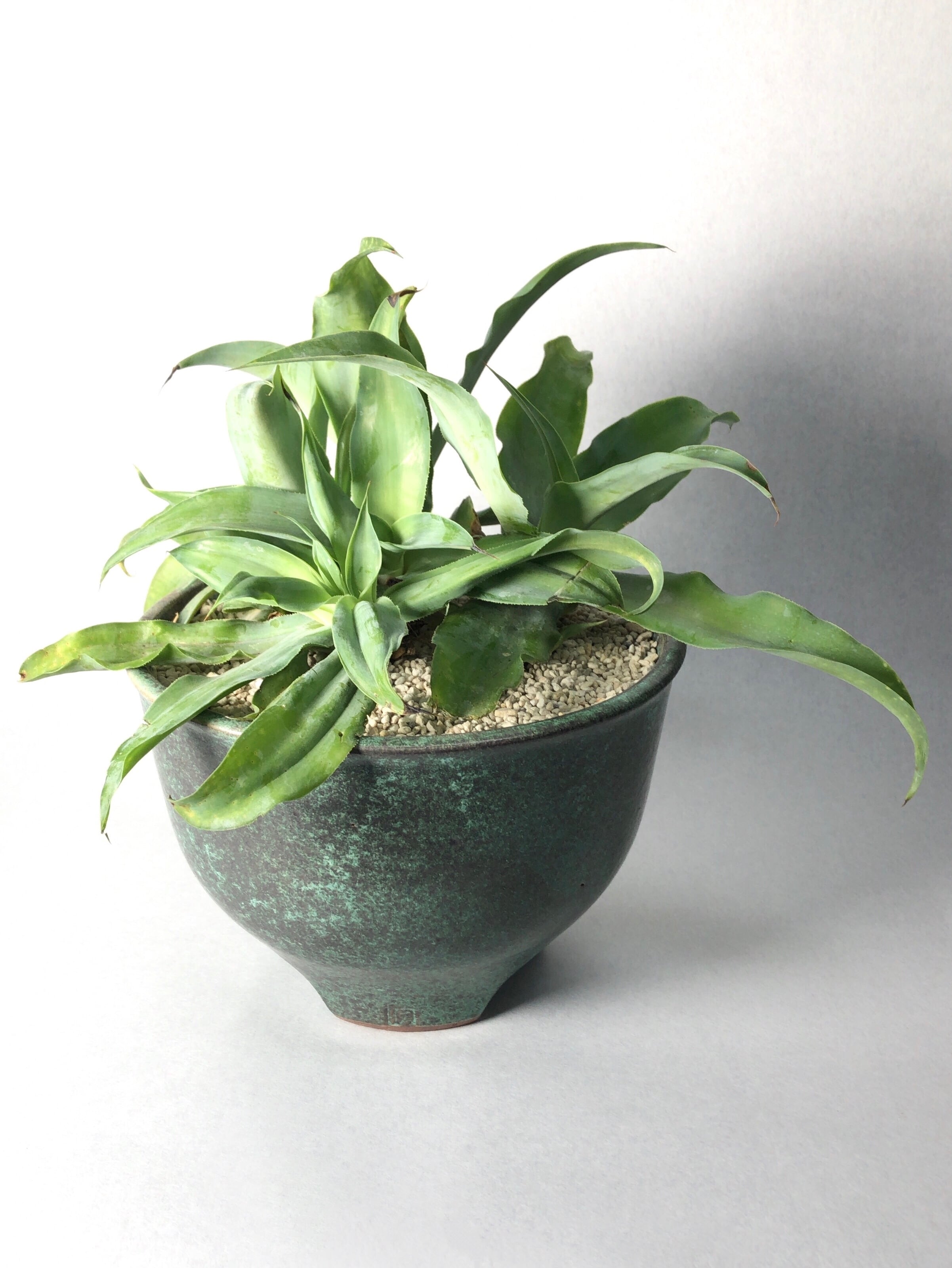 アガベ ・ビルモリニアナ綴化 | trigger