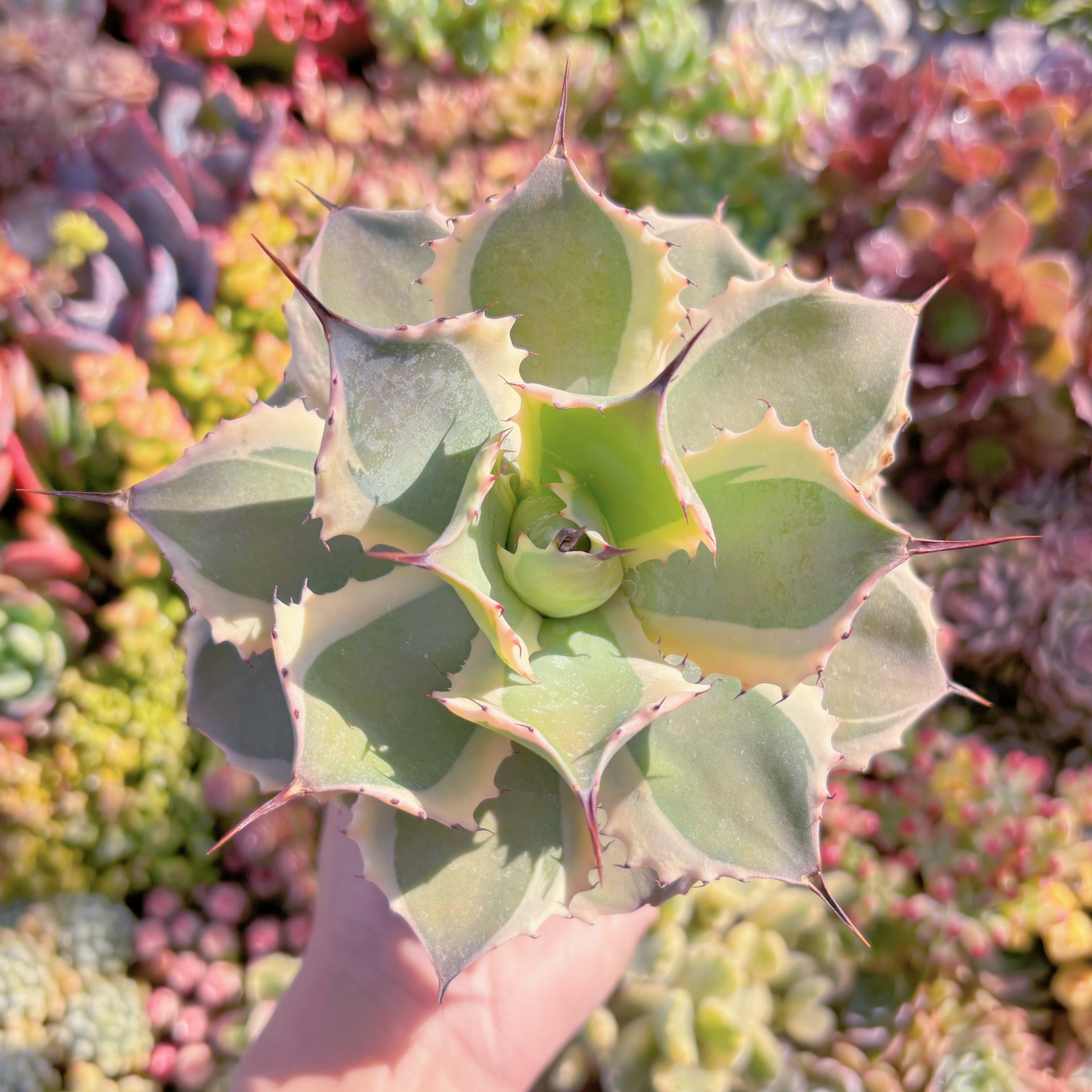 現品　アガベ　オリザバ錦#654　新入荷　るる農園