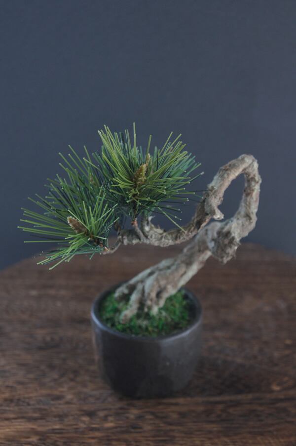 盆栽　松 盆栽 松 Pinetree Bonsai #92 | Oh! BONSAI