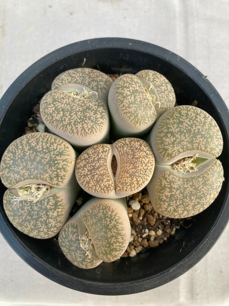 多肉植物・リトープス | 日本ライン花木センター