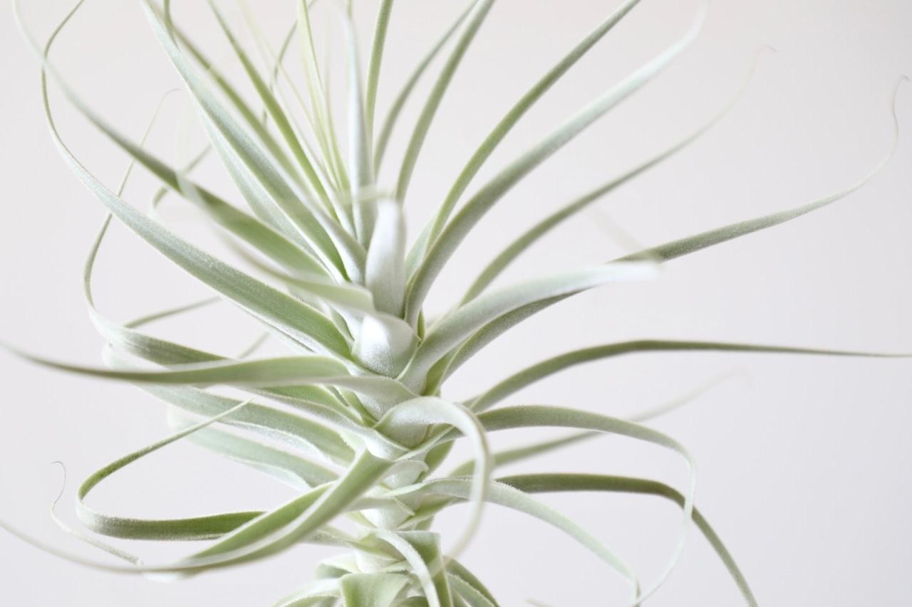 【希少】チランジア プルプレア/Tillandsia purpurea　銀葉種　※水やり頻度が少ない