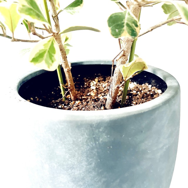 ちいさなハートがかわいい＊フィカス スウィートハート 7号【calm cafe】