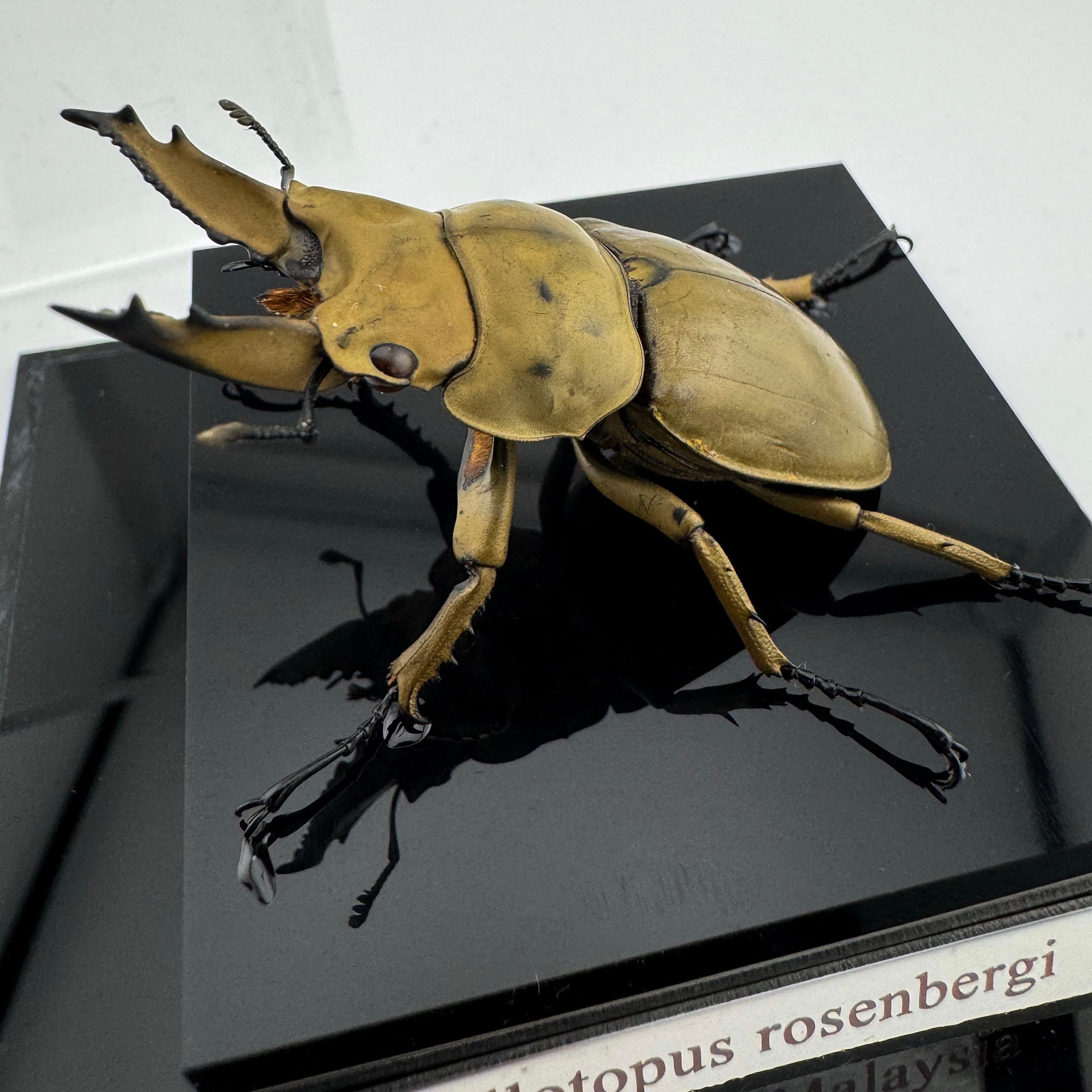 オウゴンオニクワガタ 立体標本 | cielbeetles