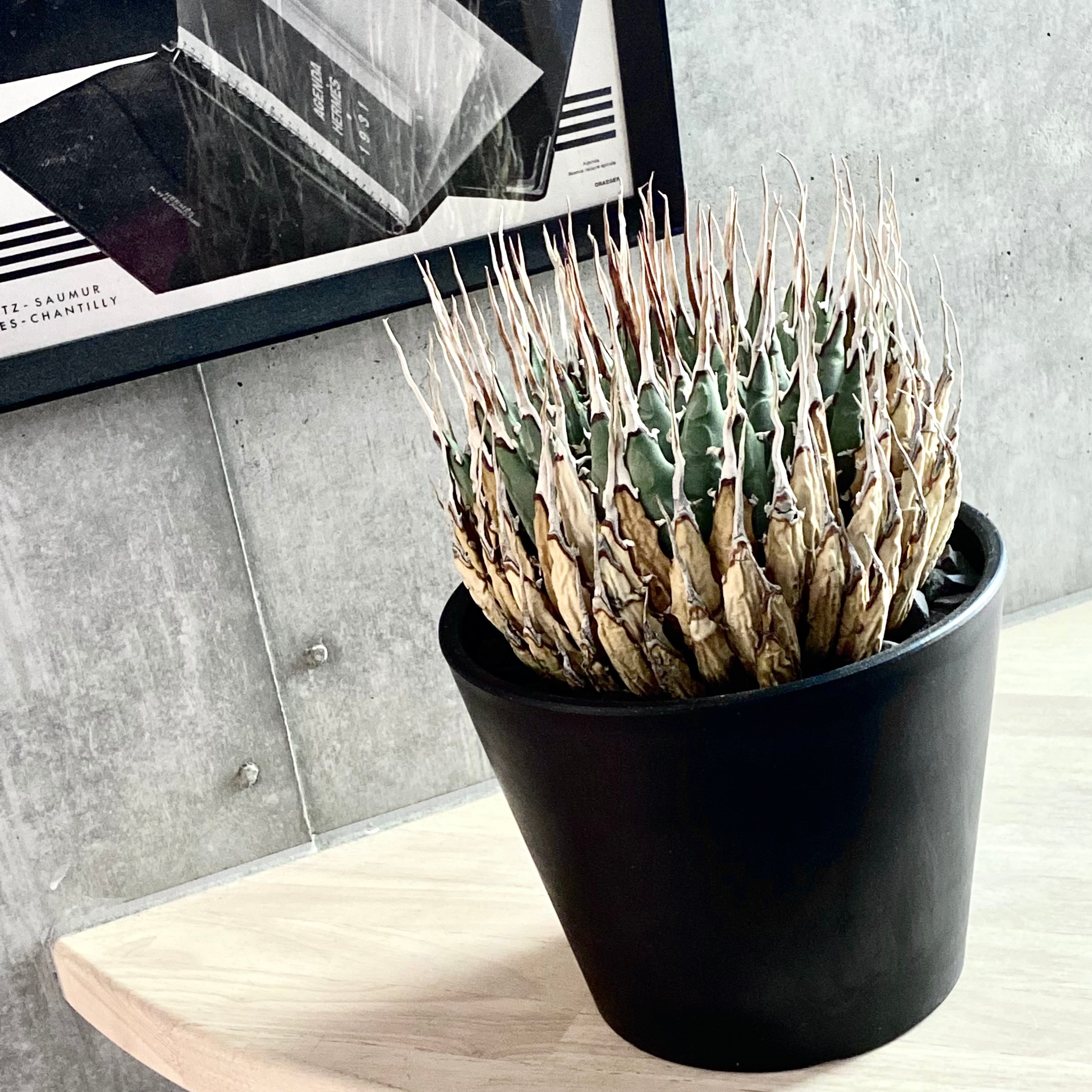 agave utahensis eborispina /アガベ ユタエンシス エボリスピナ agave utahensis eborispina /アガベ ユタエンシス エボリスピナ