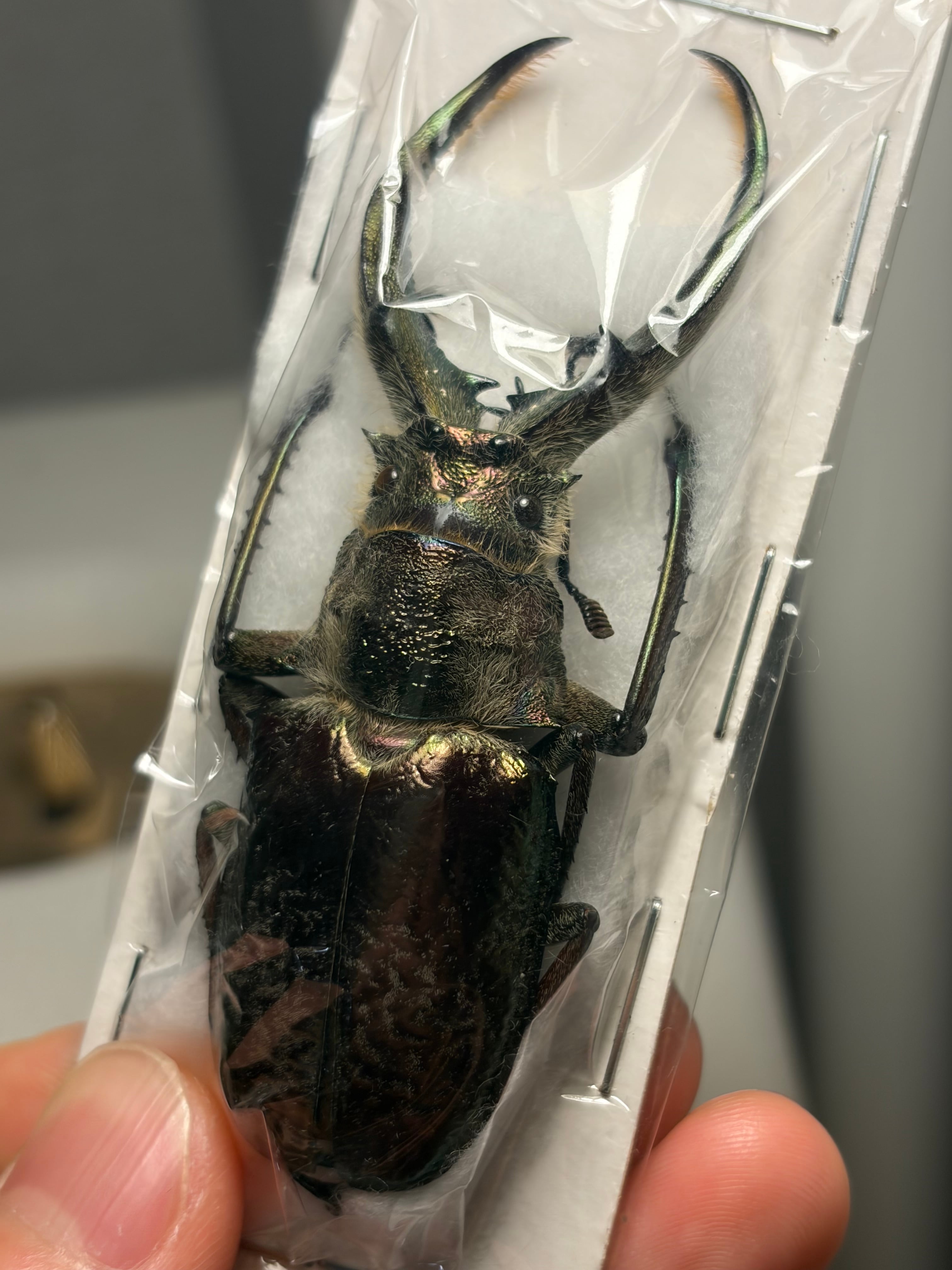 75mm】ギガンテウスシワバネクワガタ 昆虫標本 ニジイロクワガタ