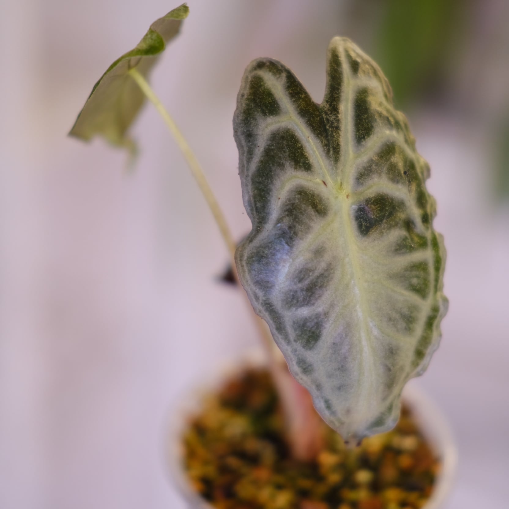 Alocasia 'Venom'│アロカシア・ヴェノム│観葉植物 | tokyoplants