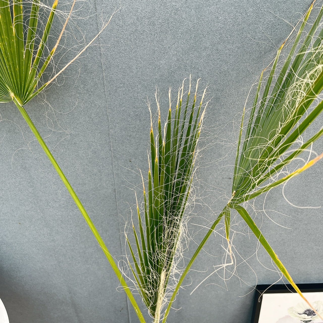 現品］ワシントニア 8号 観葉植物 室内 大型 大ヤシ プラスチック鉢