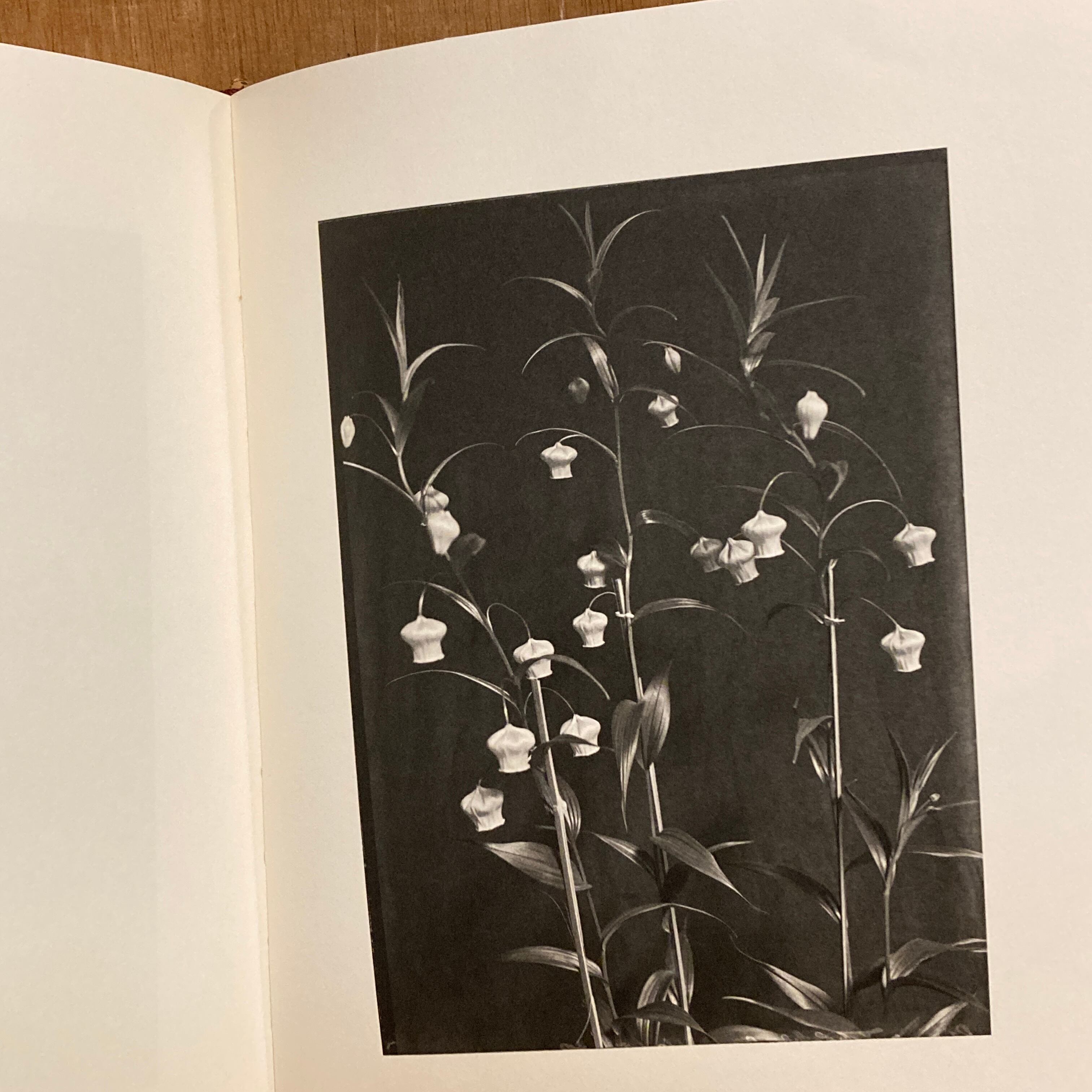 Les extravagantes / Leendert Blok, Gilles Clement | 百年