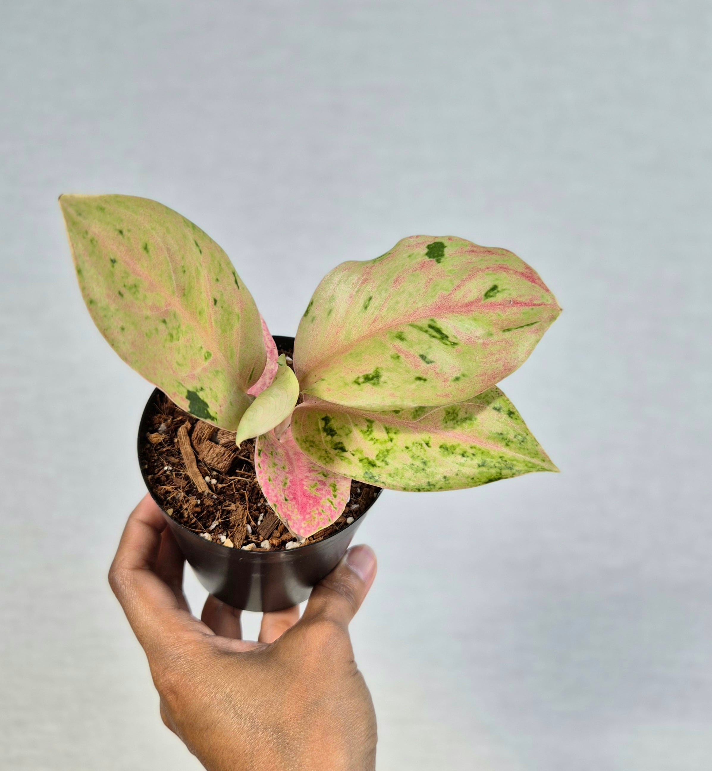 ②《Aglaonema Kamlai Thong》アグラオネマ カムライトーン 観葉植物 / レッドリーフ/ポット発送