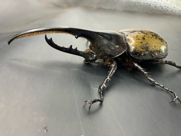 巨大超レア】【死着保証◯】160mm ヘラクレスオオカブト 成虫 オス