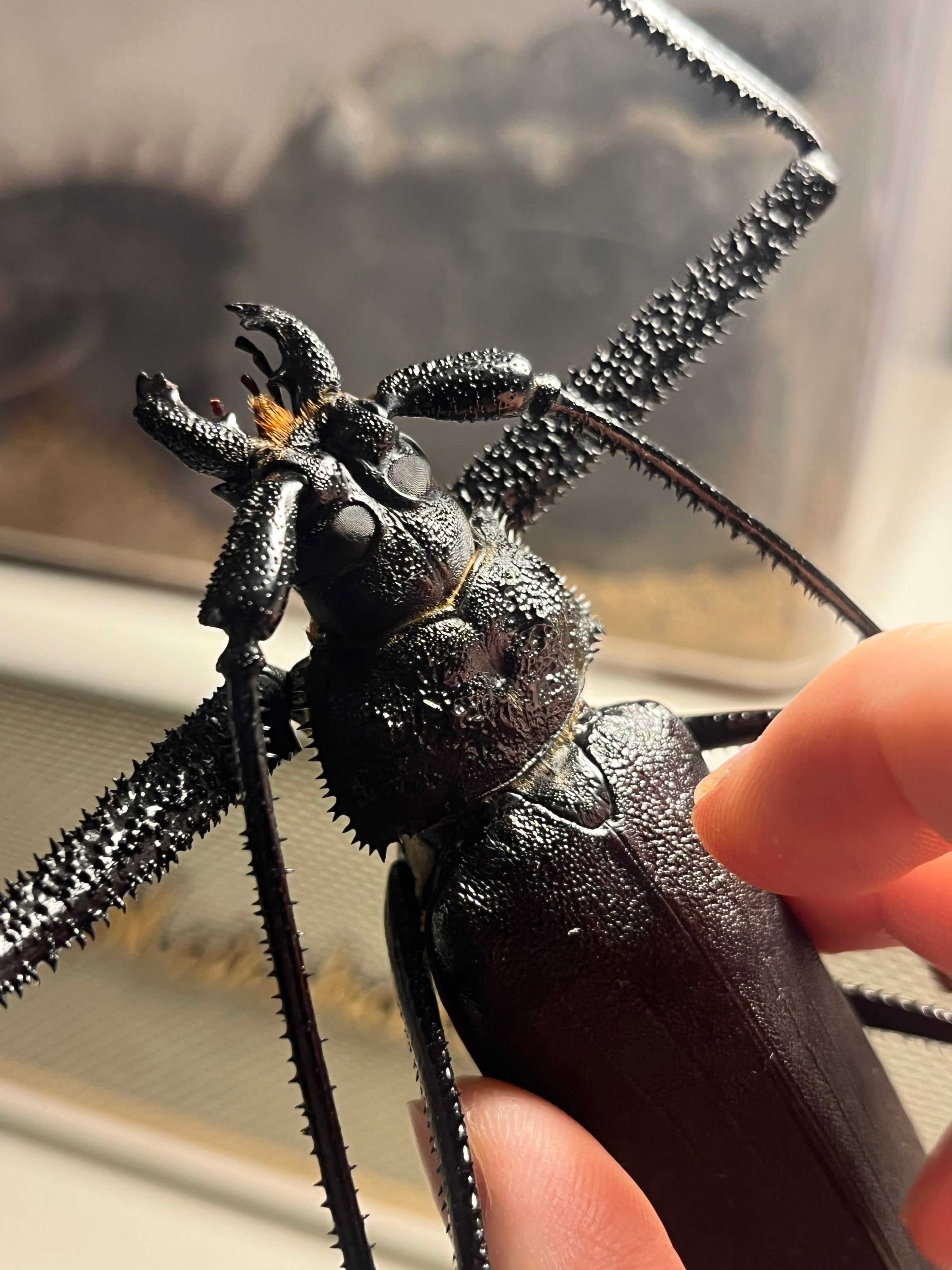 125mm♂】ハイエシオオウスバカミキリ ヘイズオオウスバカミキリ