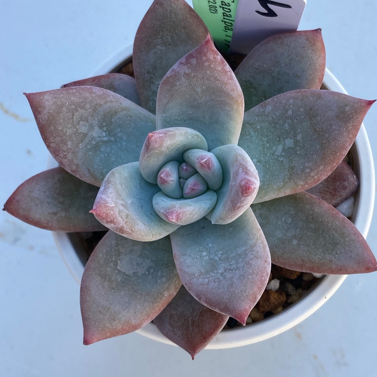 【現物商品】ECHEVERIA colorata Tapalpa,Typ ⑤ 原種 実生苗