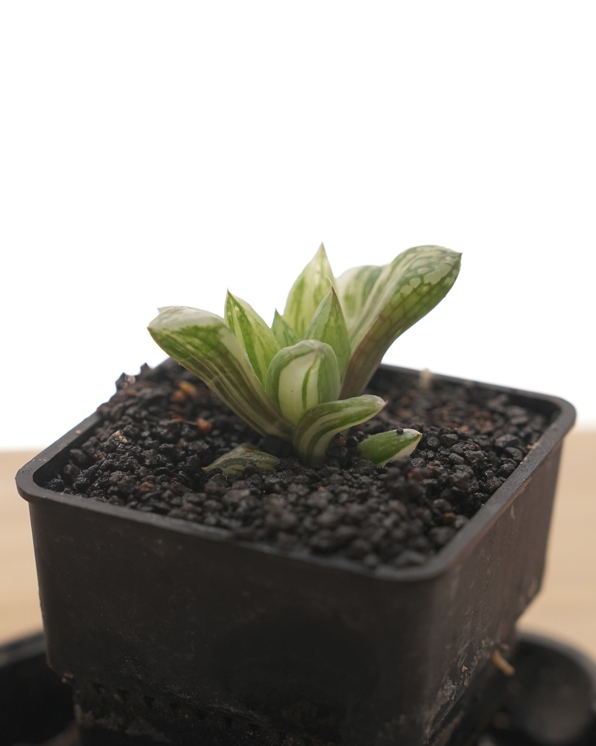抜き苗 宝草錦 上斑 Haworthia cuspidata f.variegata | PUKUBOOK