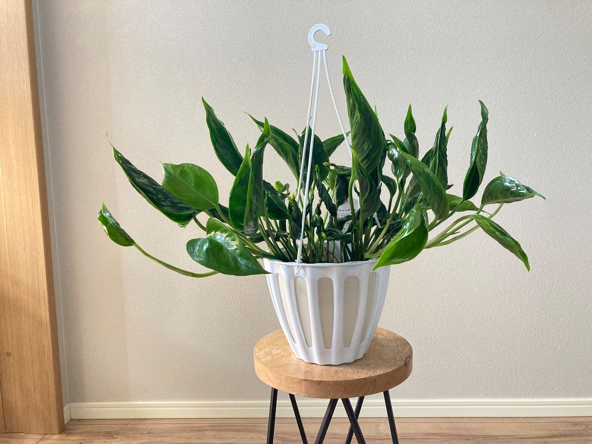 ポトス テルノシャングリラ 5号 吊り鉢 | YR Life Plants | 防虫、殺虫 