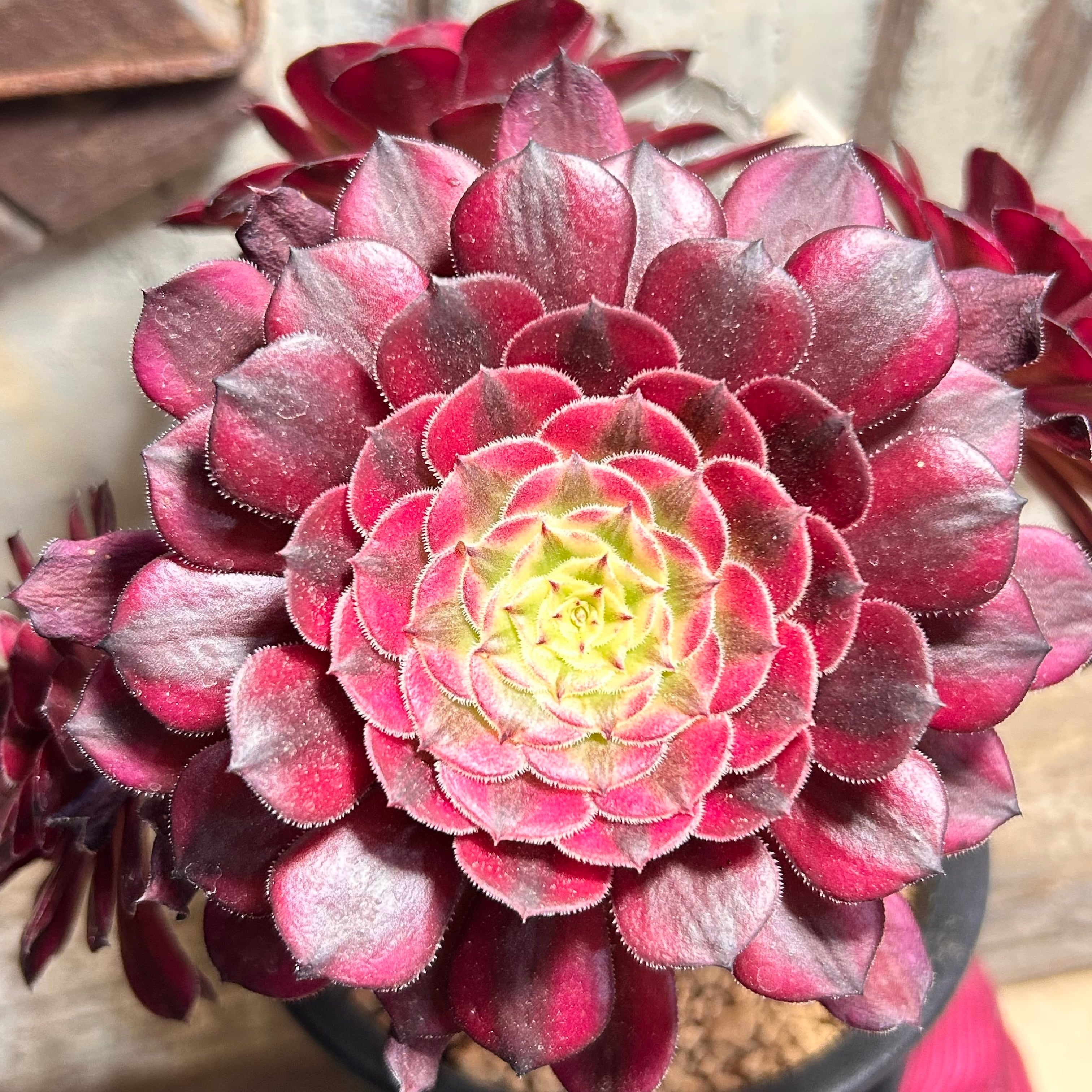 多肉植物　アエオニウム　マスカエンセ　6cmポット苗Ｂ 4ff71c6020de01707b8703335fd2d5