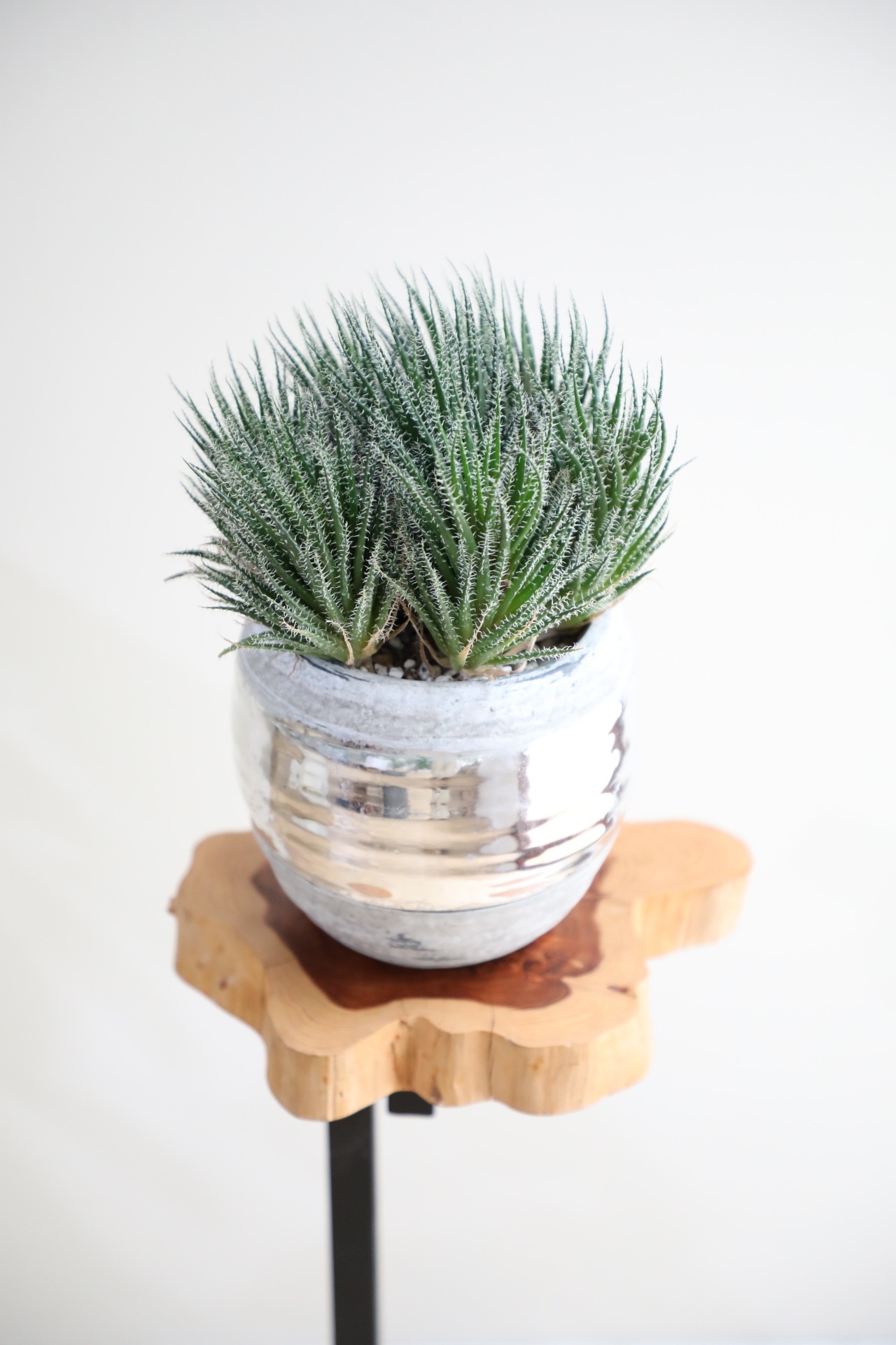 【S】アロエ ハオルチアオイデス/Aloe　※陶器鉢付き