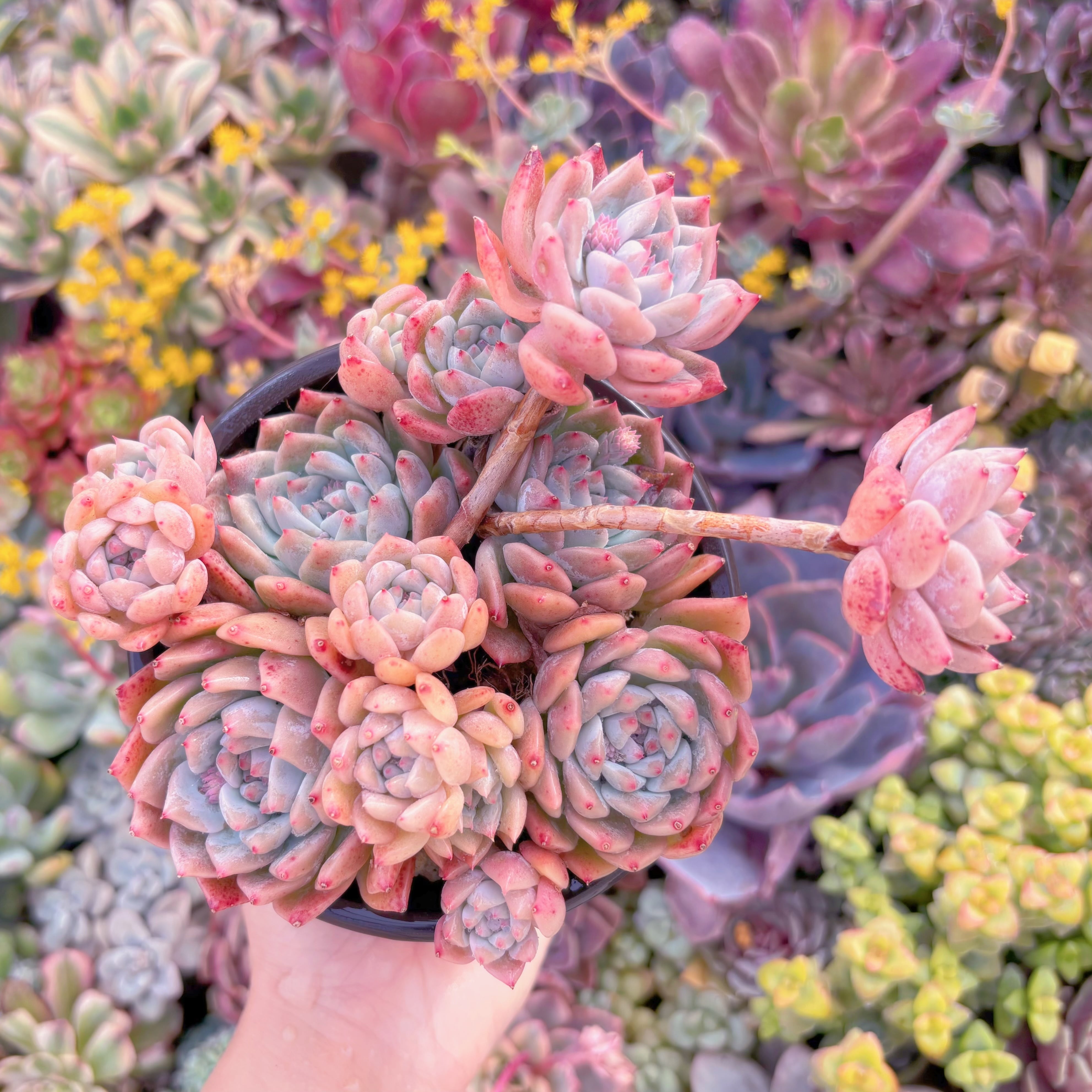 現品　桃霜#M090　新入荷　るる農園