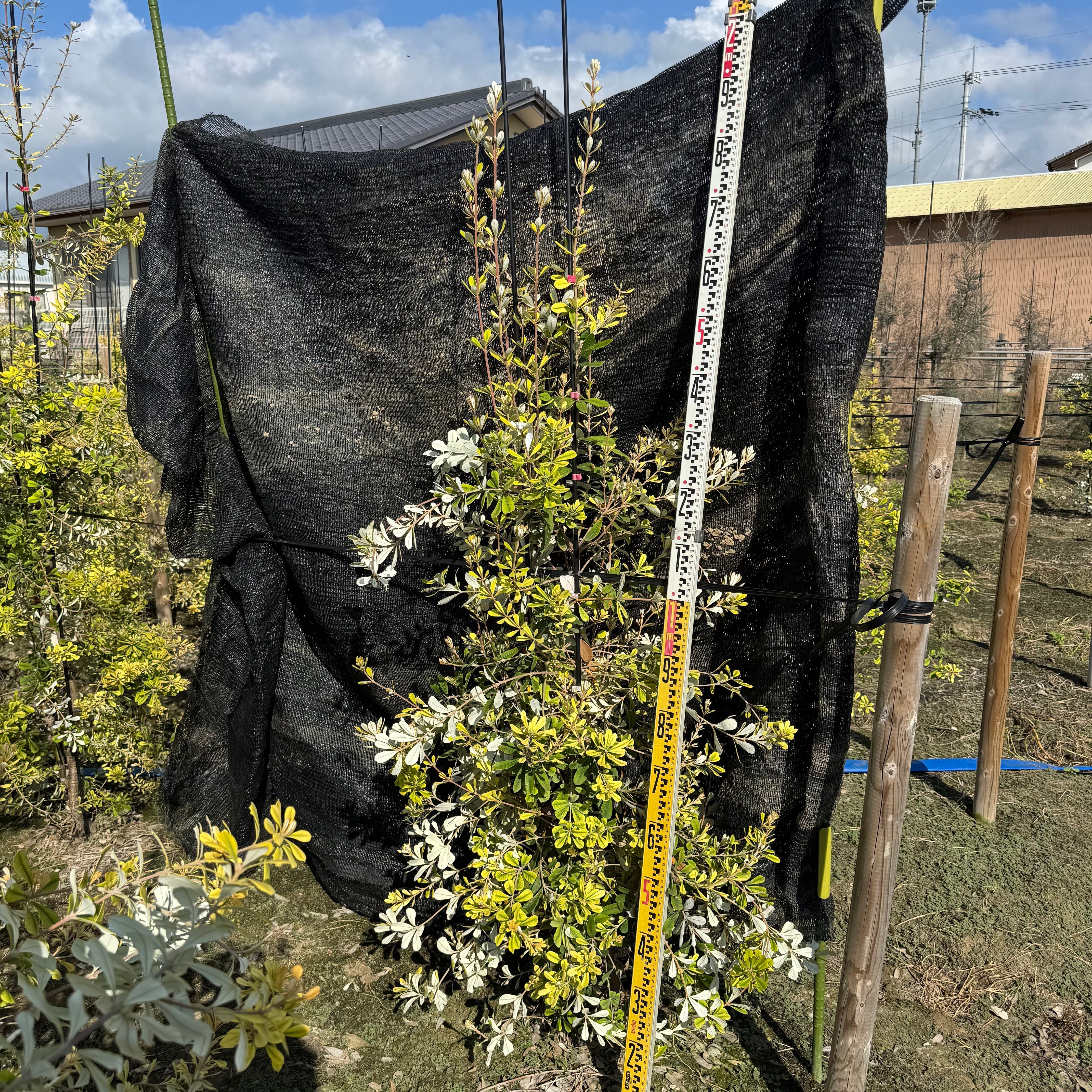 ケイパレス 1.8〜2.0m | 庭木のある暮らし