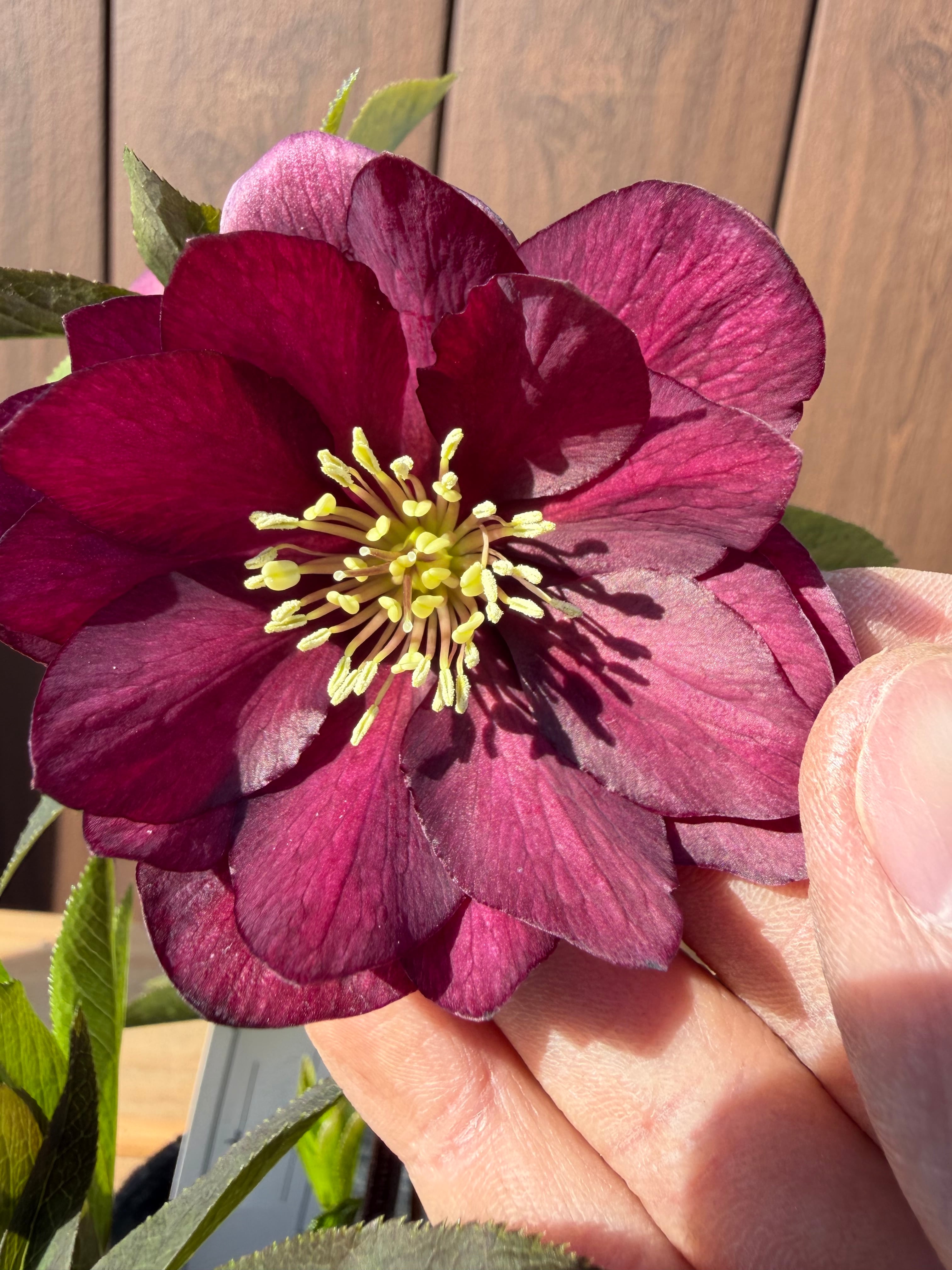 艶濃レッドdd 大和園 クリスマスローズ【Ya08】送料無料 | あしかが