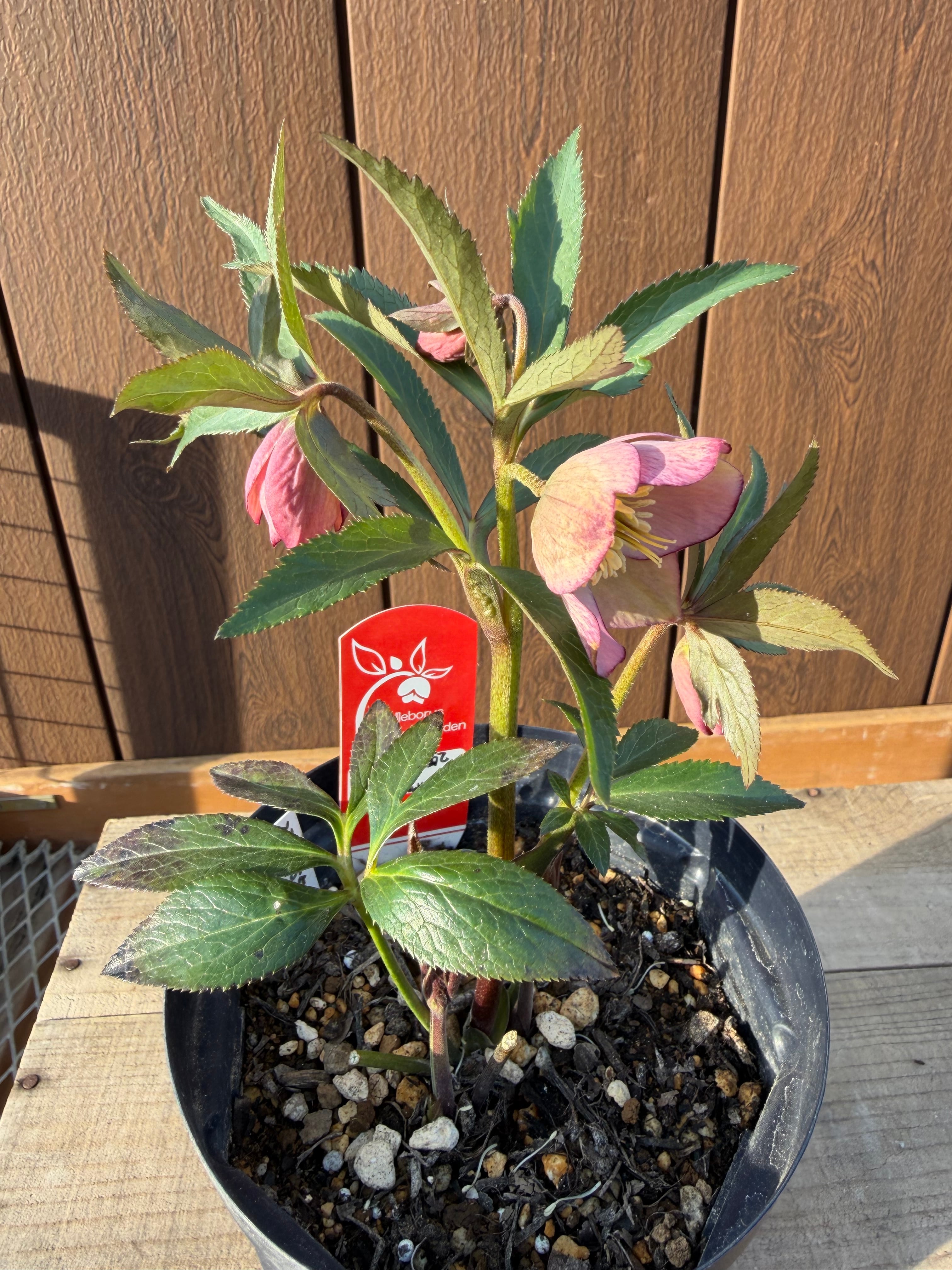 5  クリスマスローズ種 デュメ交配×デュメヘルツェ交配 Zoony Garden クリスマスローズ【Zo05