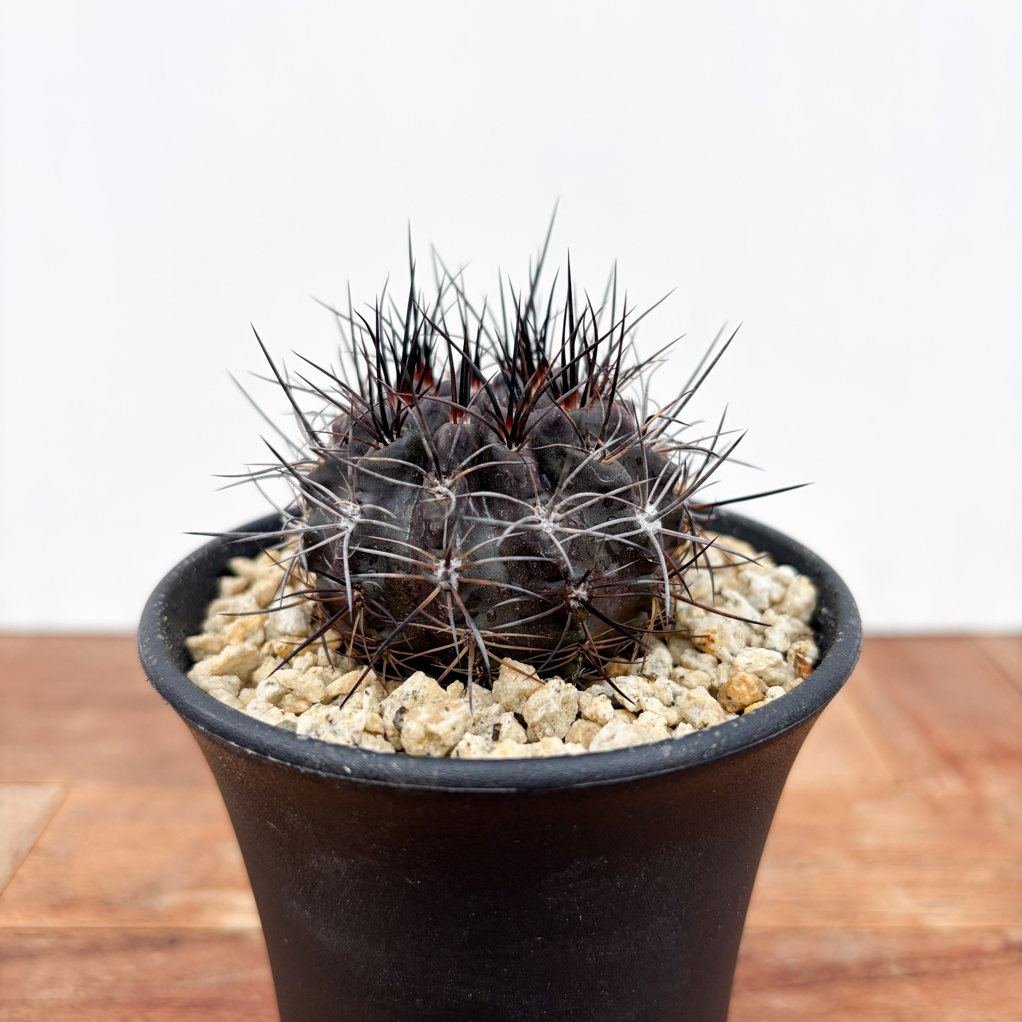 Neochilenia pulchella v.esmeraldana【ネオチレニア・プルケラ・実生