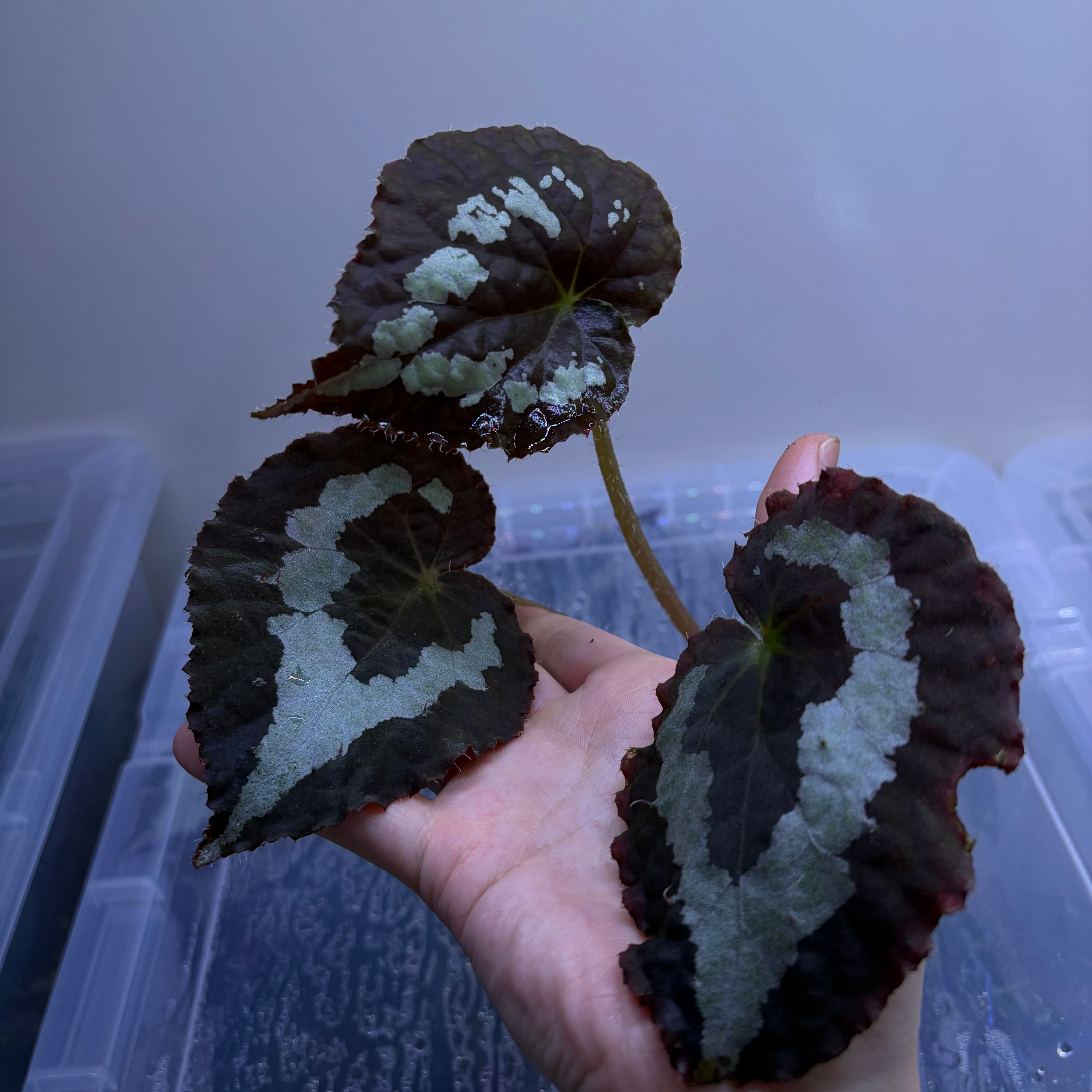 専用！Begonia wiformisベゴニア・ウィフォルミス 原種 大きめ株 希少