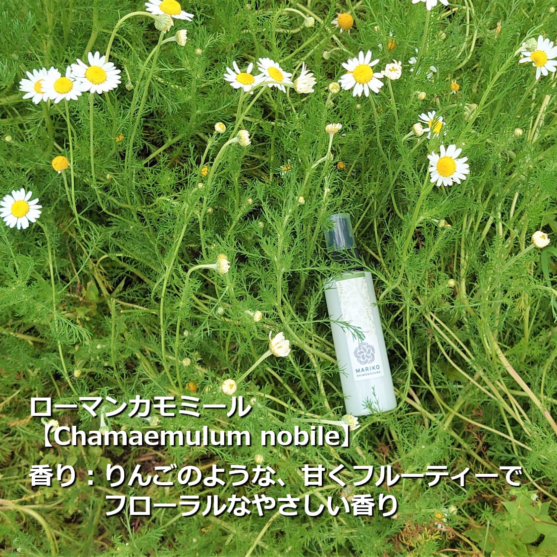 5 Off 生活の木 カモマイル ローマン カモミール 100ml Fucoa Cl