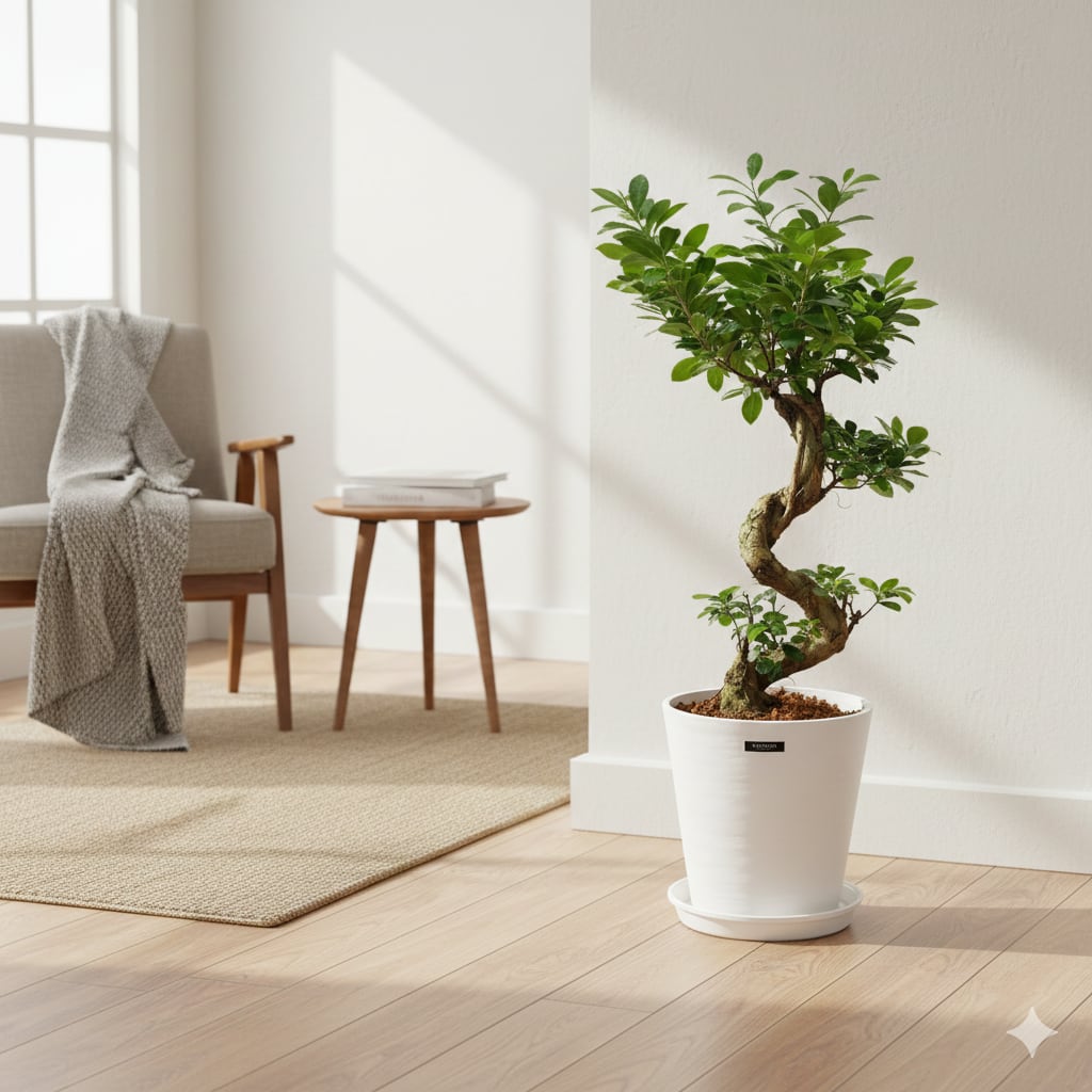 NAOです♪複数割引！スターライトビューティークイーン　ガジュマル お祝い・インテリア用】S字ガジュマル 7号 プラ鉢 | インテリア