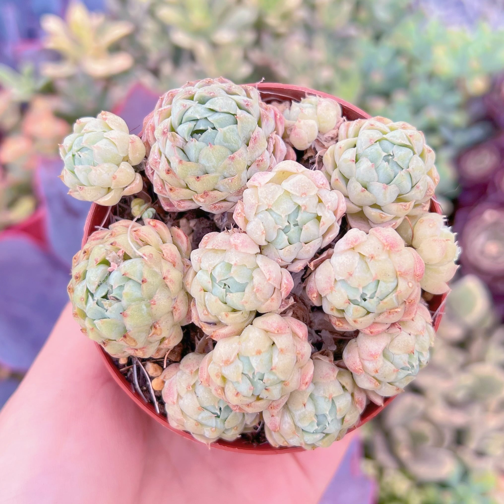現品　ハチミツボール#K529　群生　るる農園