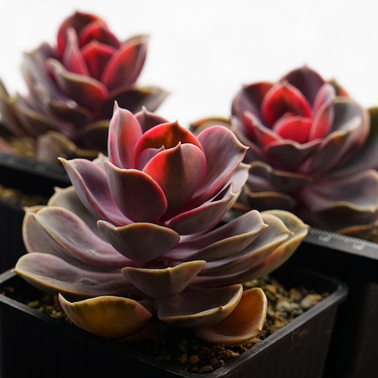 抜き苗 レインボー Echeveria 'Rainbow'