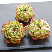 一部発根済カット苗 ブルードラゴン Echeveria 'Blue Dragon'