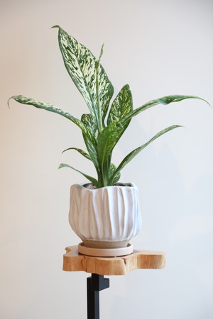 【M】デヘンバキア ホワイトエトナ / Dieffenbachia ※陶器鉢付き