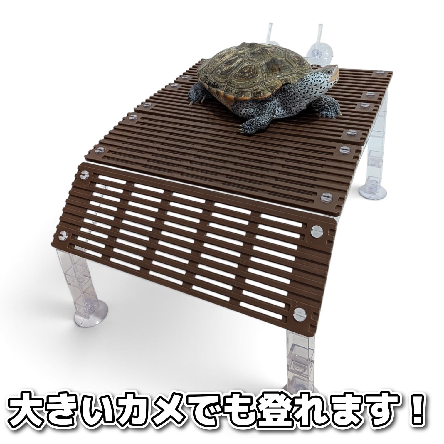 組立式カメの陸地【幅20cm・天板3枚・高さ15cm】 | センター