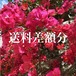 送料差額分調整用