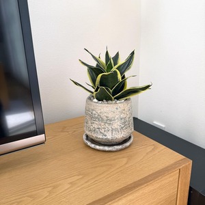 サンスベリア・ハニー