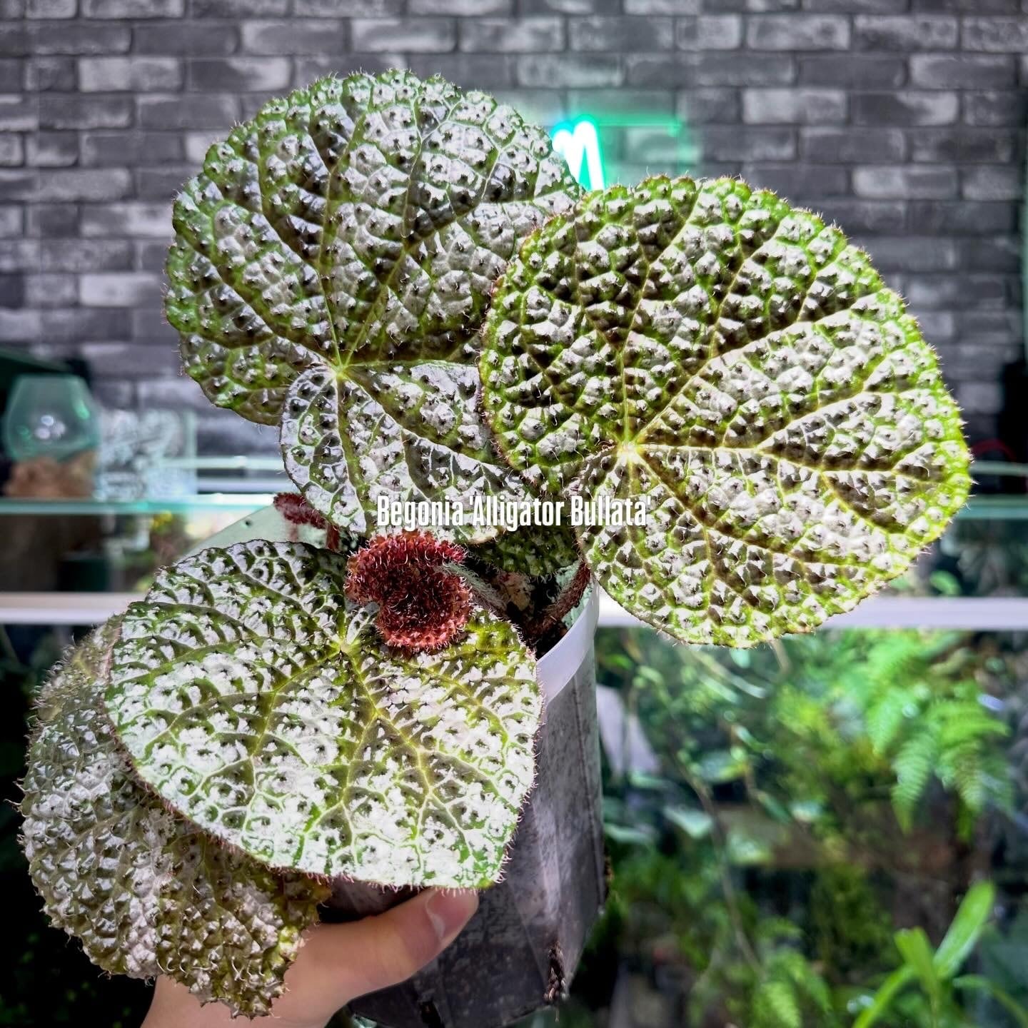 Begonia murina | ベゴニア専門 オンラインショップ