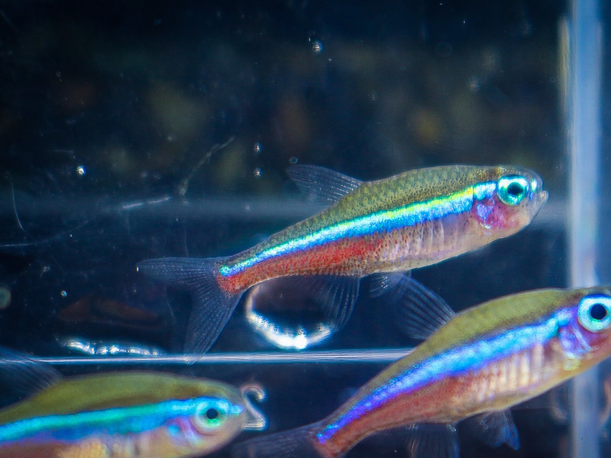 ネオンテトラ専用 グリーンネオンテトラ【5匹セット】 | アクアショップ 青