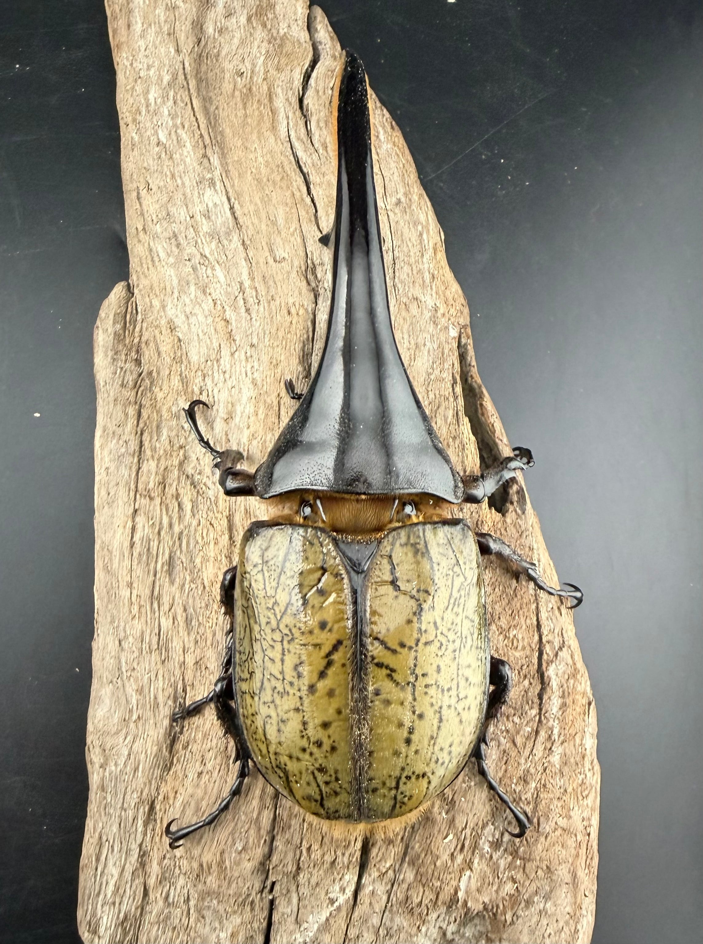 ヘラクレス・ヘラクレス 137mm ペア》 | KPW公式オンラインショップ