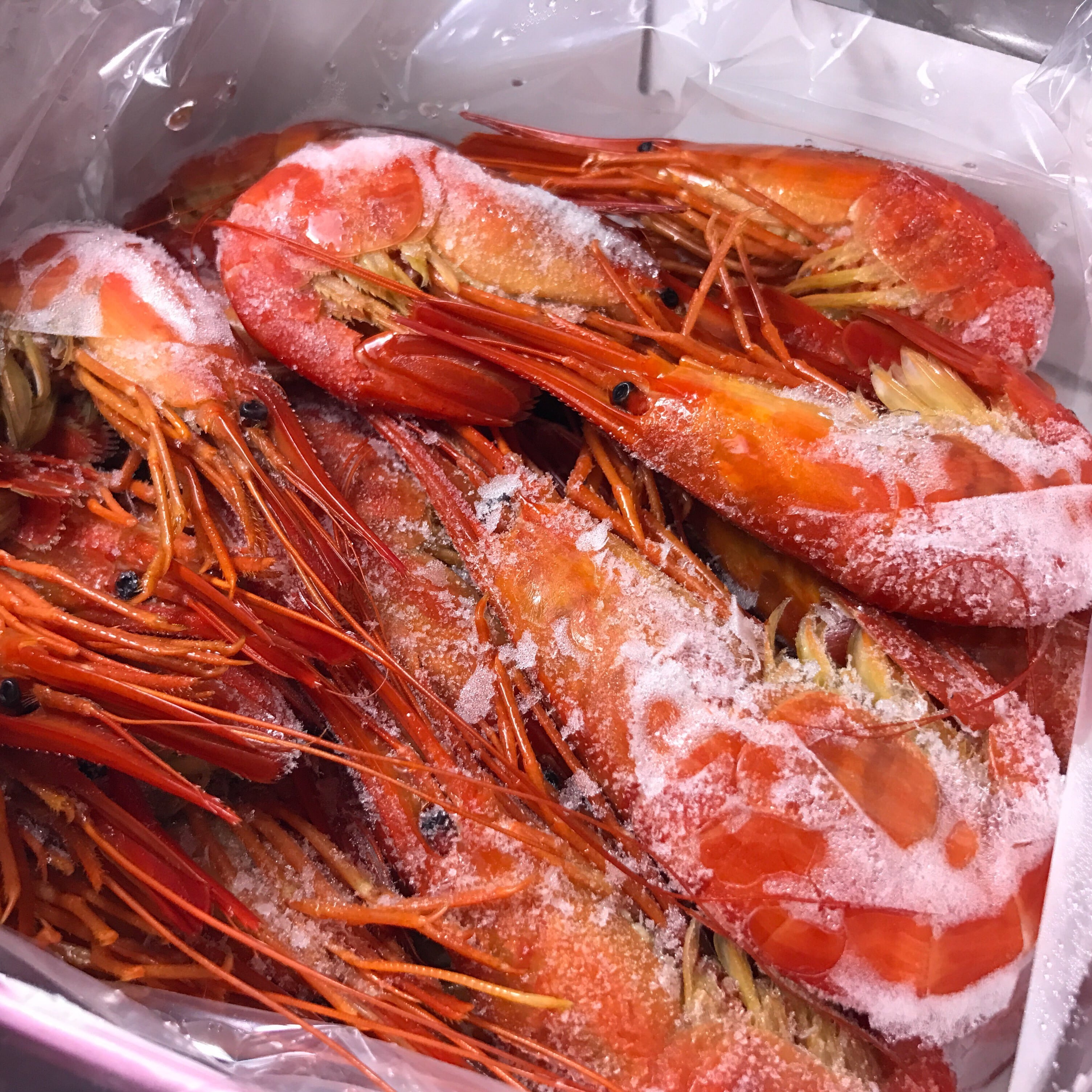 R8・夏えび】別海町尾岱沼名産｜北海しまえび（中サイズ・1kg） | 大隅