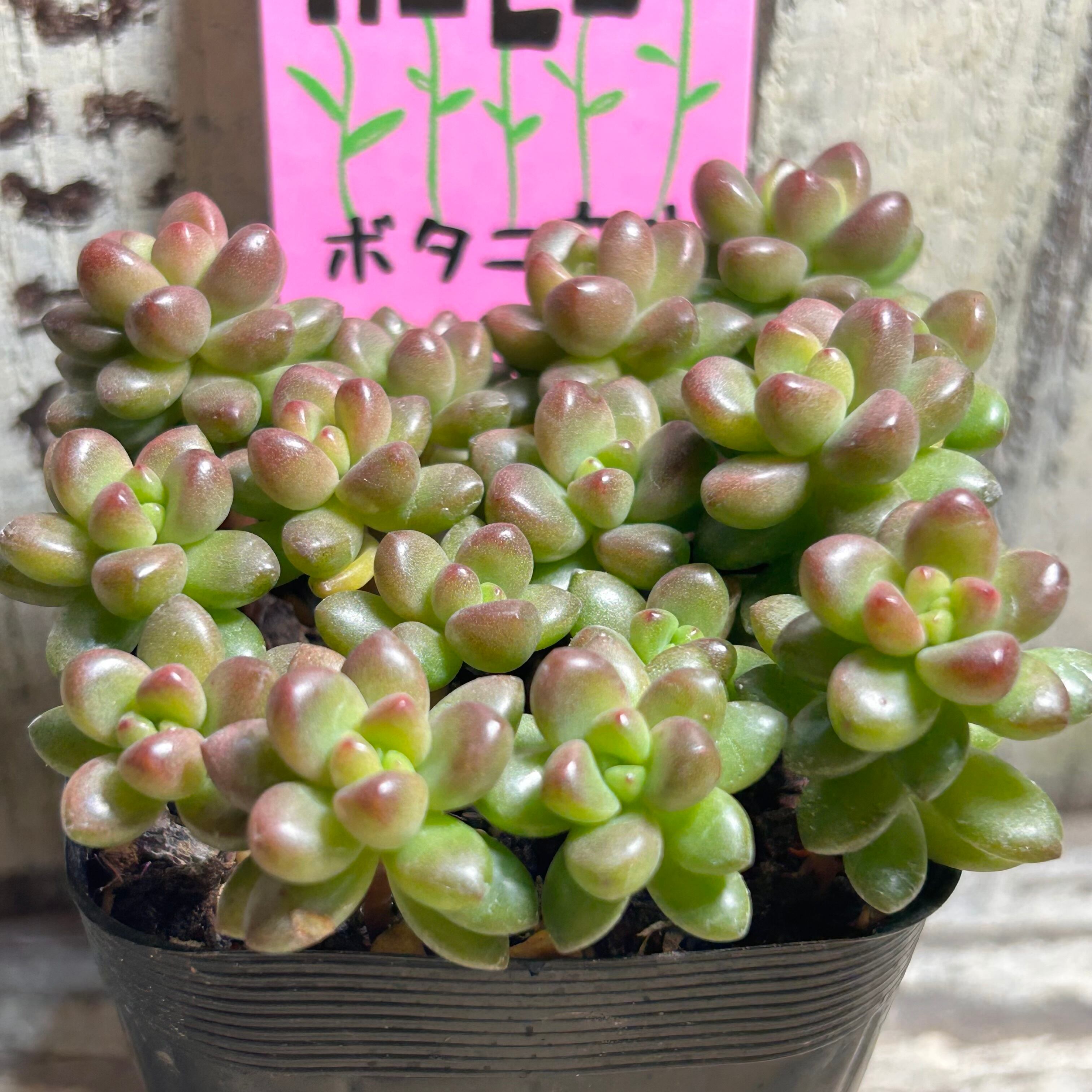 ホワイトストーンクロプ | RuPo 多肉植物専門店
