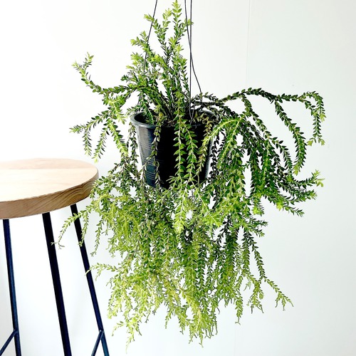 フペルジア シダ植物 観葉植物 calm cafe