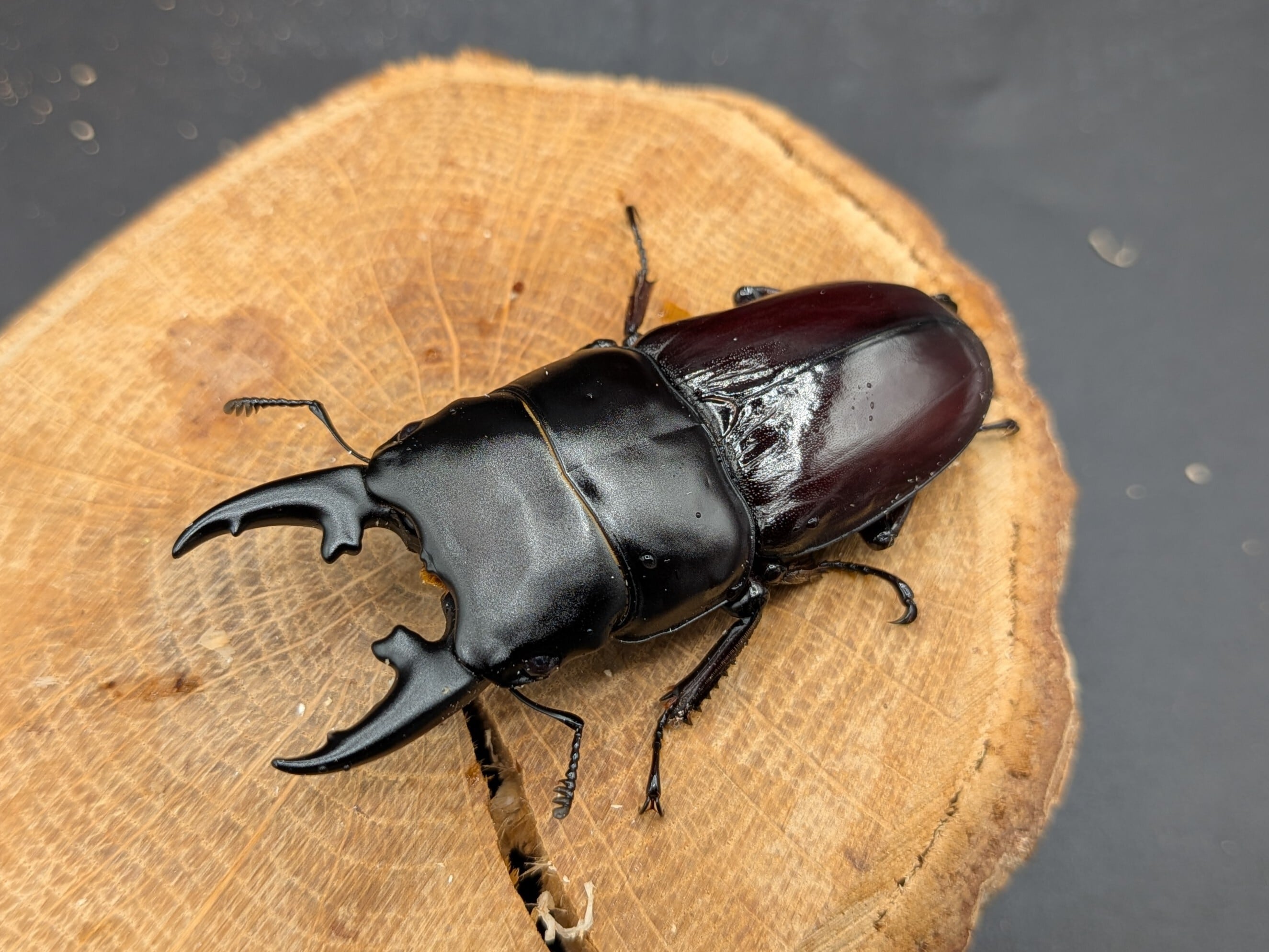 クワガタムシ | クワガタムシ・カブトムシ専門ショップ CIEL