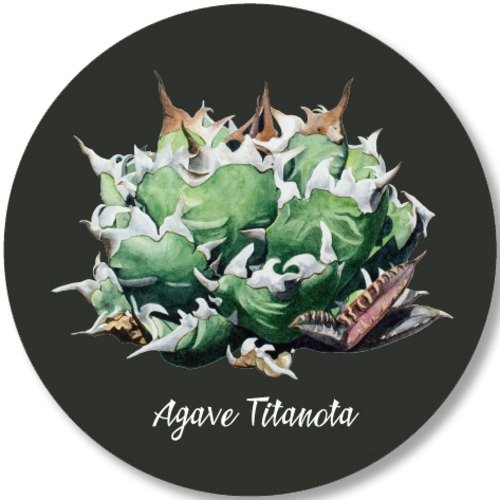 アガベチタノタステッカー / Agave titanota sticker