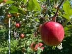 馬糞たい肥で育てたUMAPPLE2kg ※種牡馬・繫殖馬