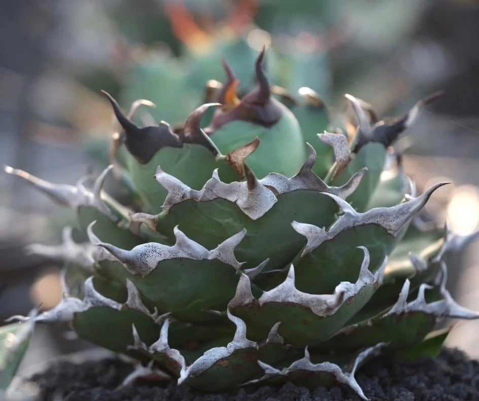 AZ.PLANTS