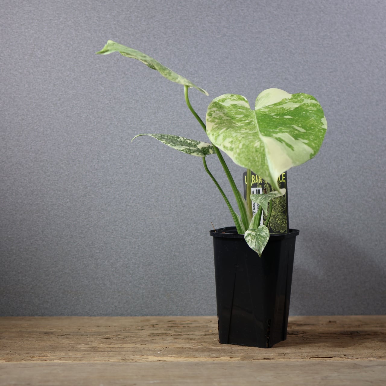 772『urban jungle モンステラ デリシオーサ 'Green Snow'』 観葉植物