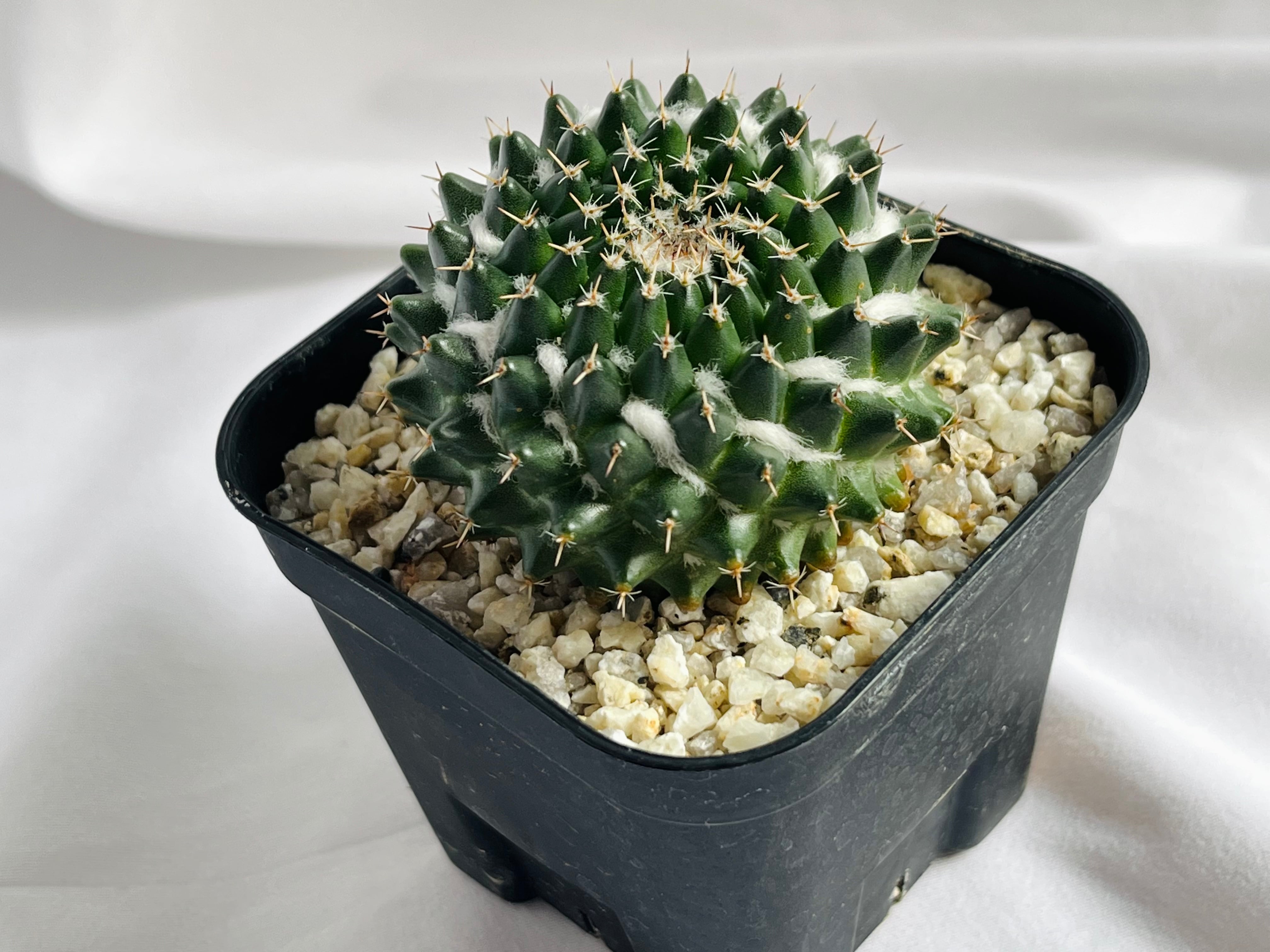 多毛景清　実生　サボテン 景清 多毛 実生 Mammillaria サボテン