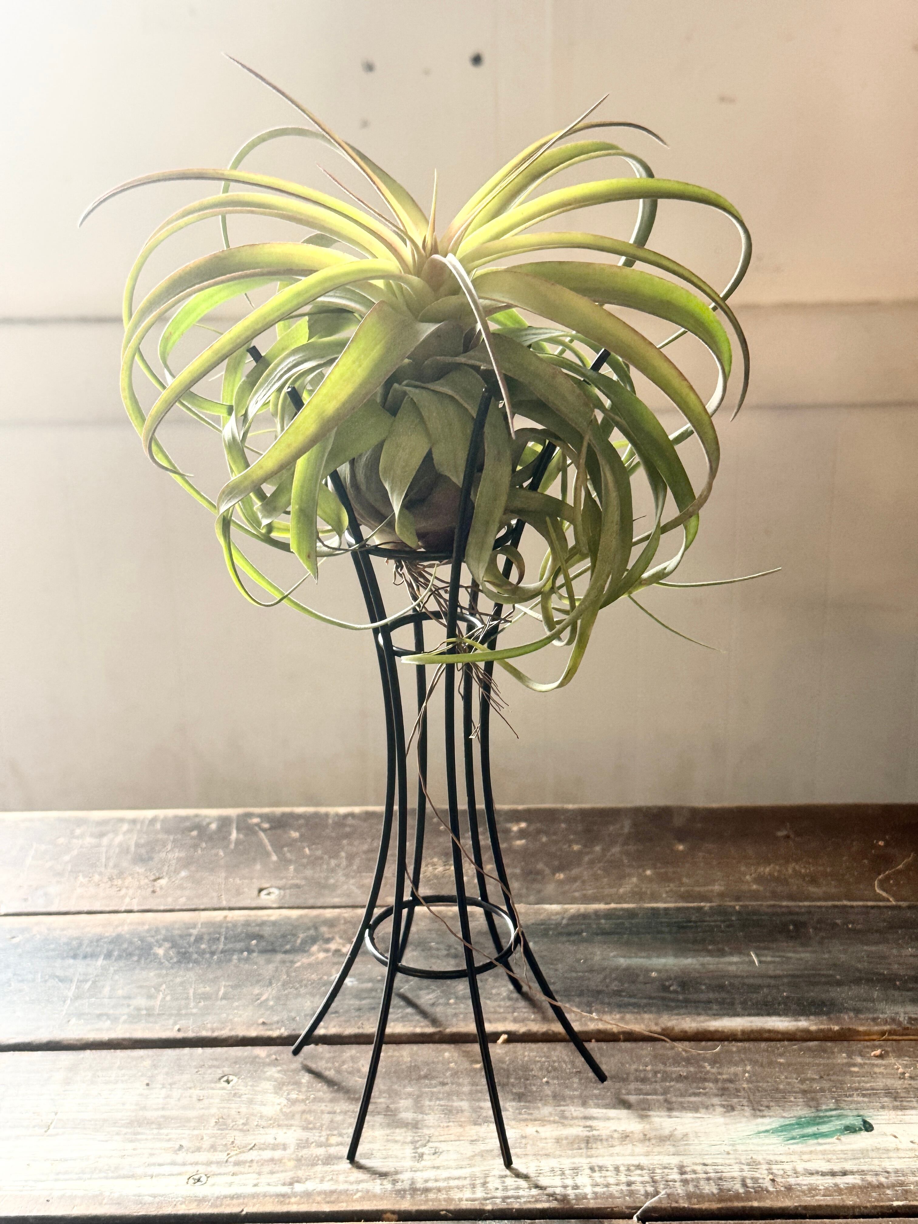 レア) チランジア Bird Rock Tango 子株 レア) チランジア Bird Rock Tango 子株 レア) チランジア Bird Rock