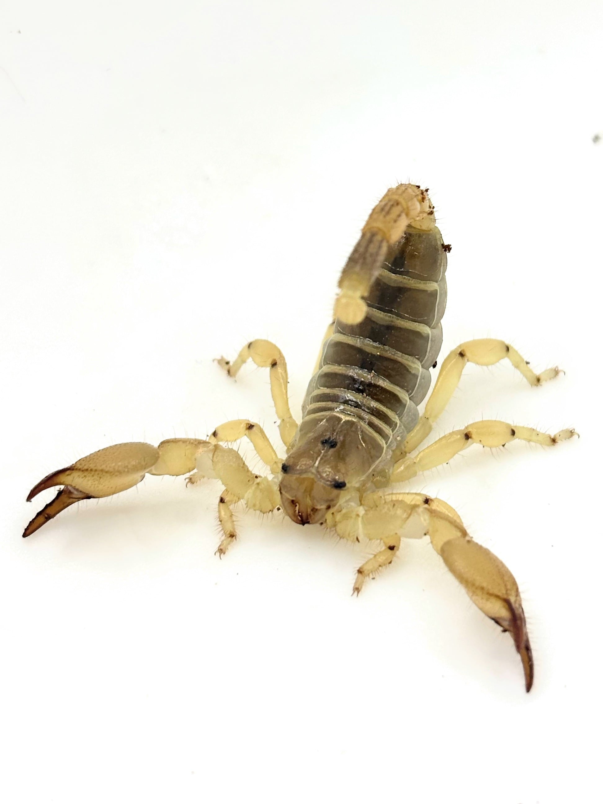 オオダイオウサソリ 1匹 | まるころ商店〜まるくてころころした生き物